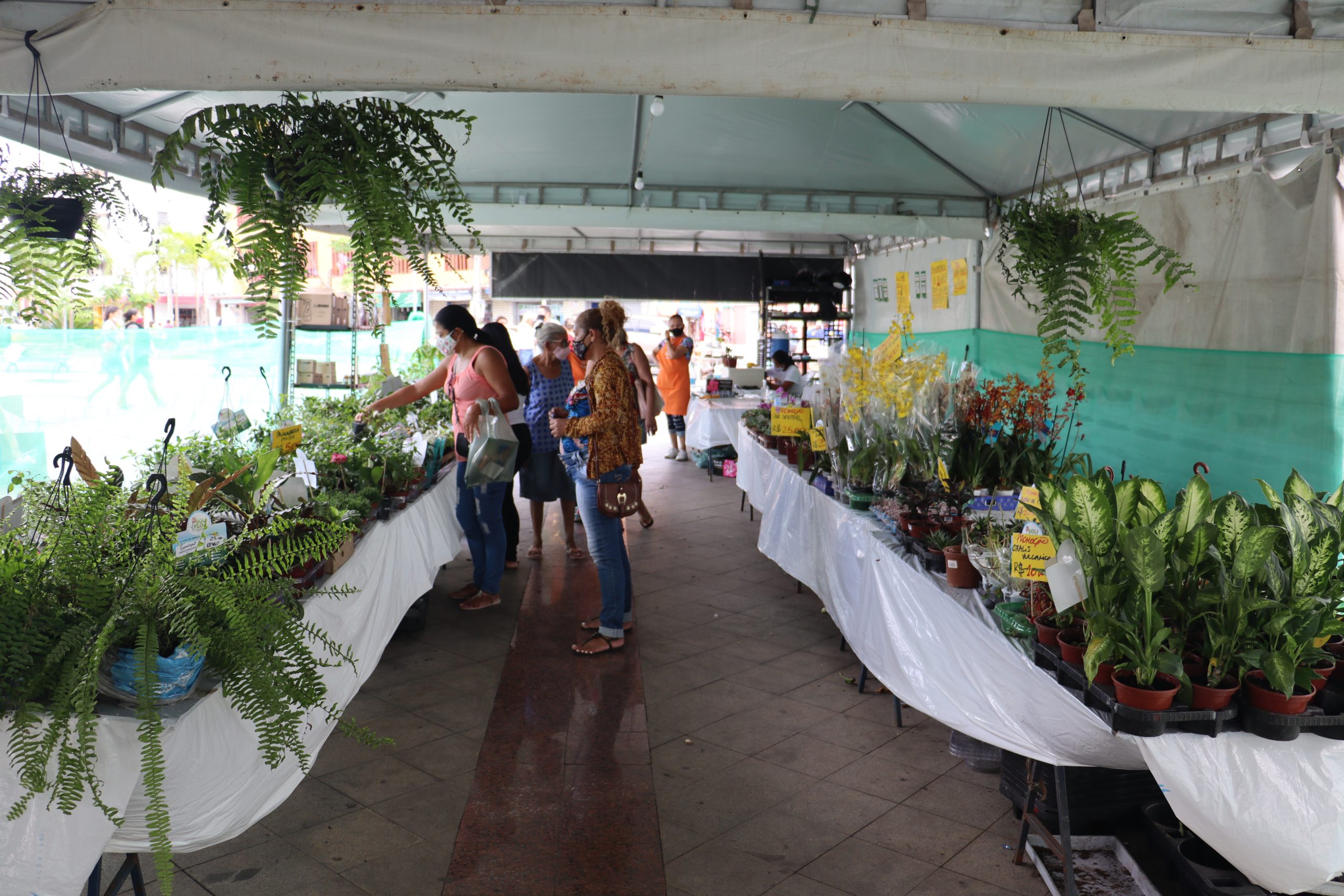 Flores em Sobral