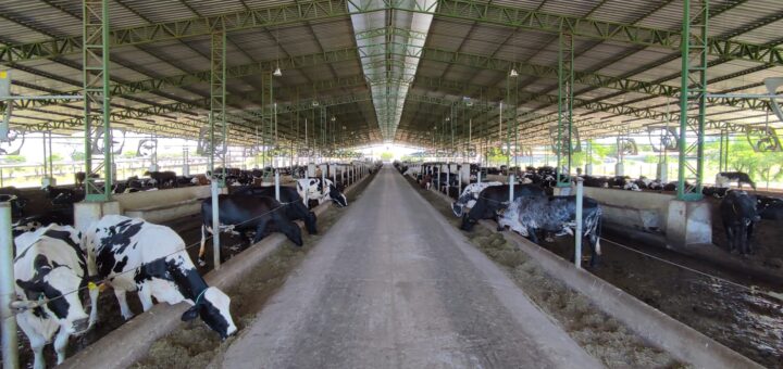 Calouros de Medicina Veterinária recebem aula de campo na Fazenda Thanks em Umirim